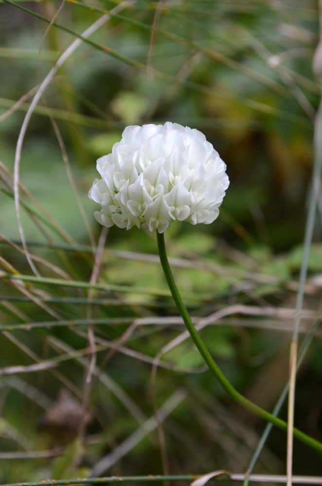 Image of Trifolium repens specimen.