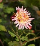 Chrysanthemum indicum