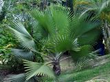 Bismarckia nobilis. Вегетирующее растение. Малайзия, о-в Калимантан, г. Кучинг, в культуре. 12.05.2017.