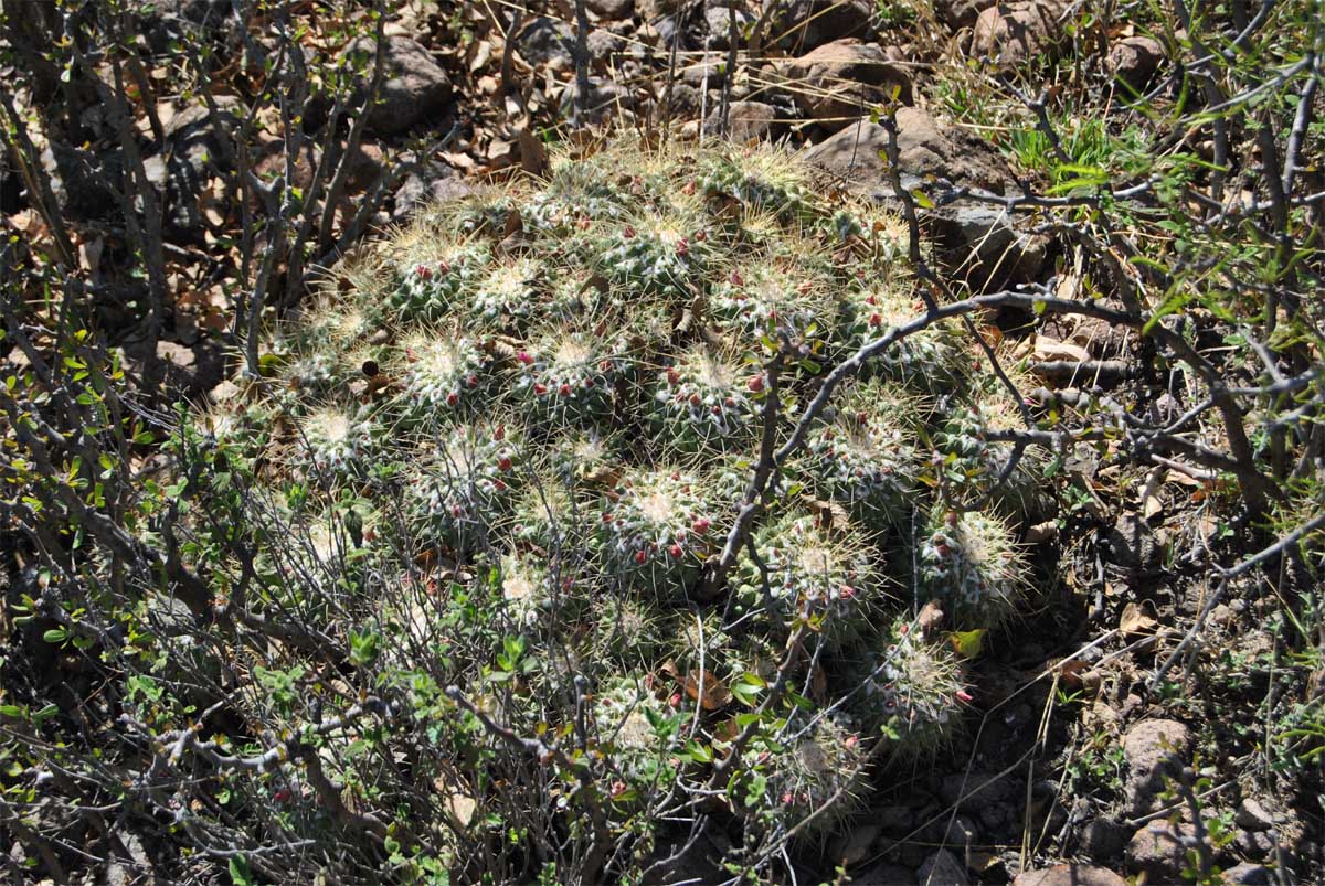 Изображение особи Mammillaria compressa.