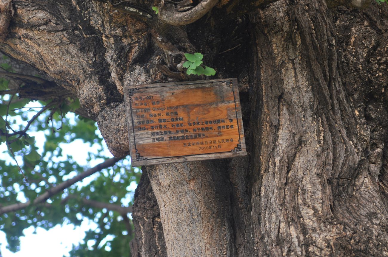 Image of Ginkgo biloba specimen.