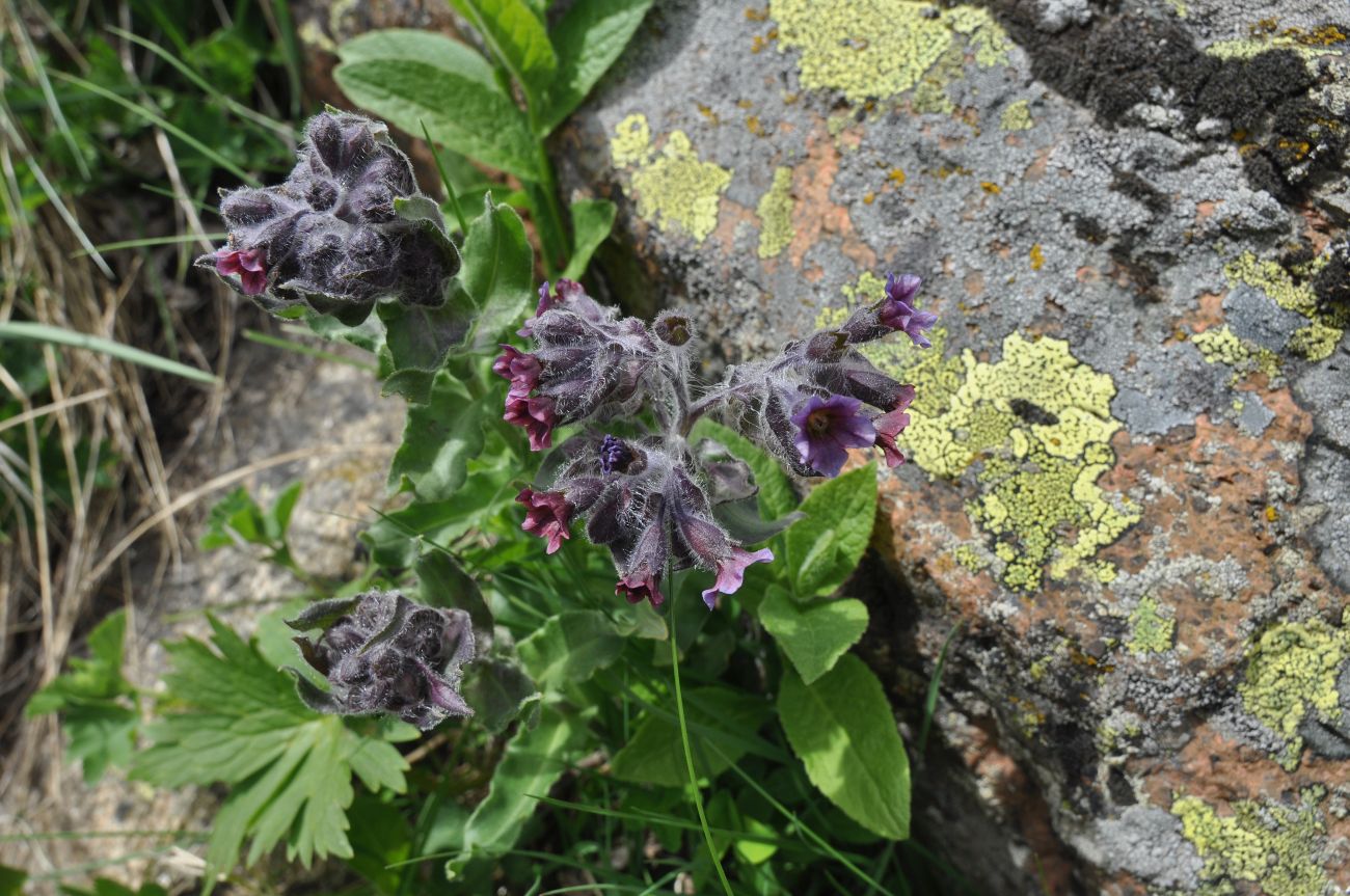 Image of Nonea intermedia specimen.