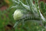 Pseudohandelia umbellifera