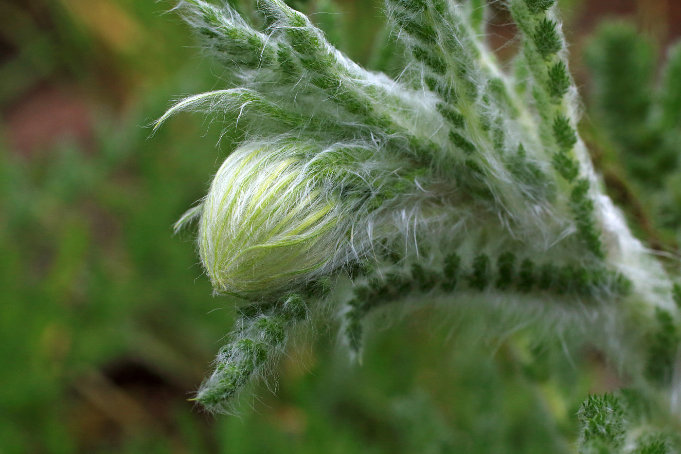 Image of Pseudohandelia umbellifera specimen.