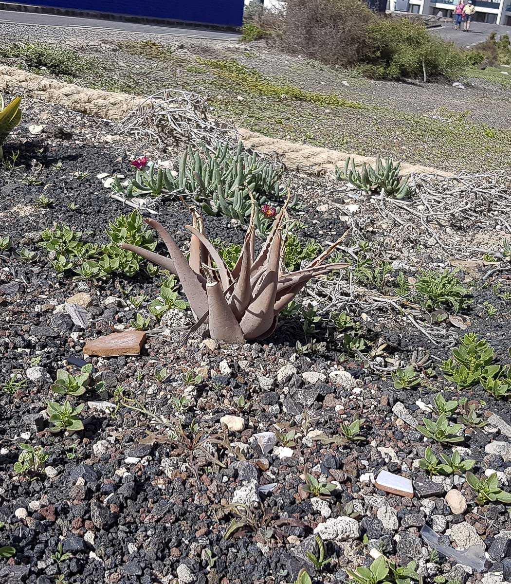 Изображение особи Aloe vera.