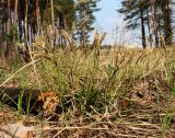 Carex ericetorum