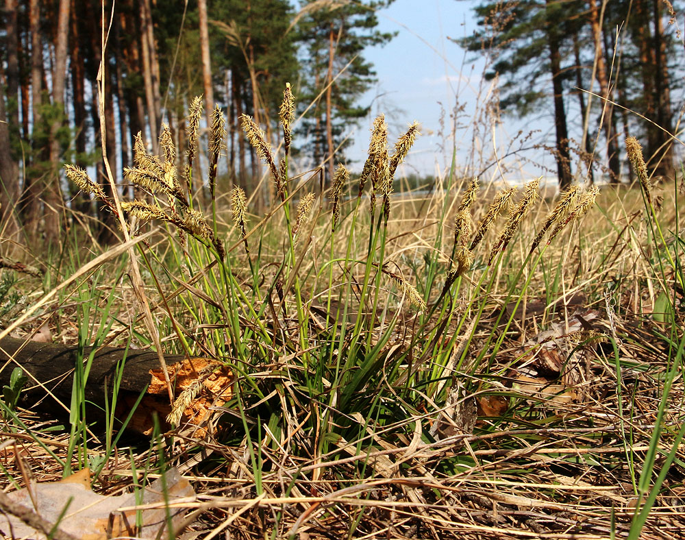 Изображение особи Carex ericetorum.