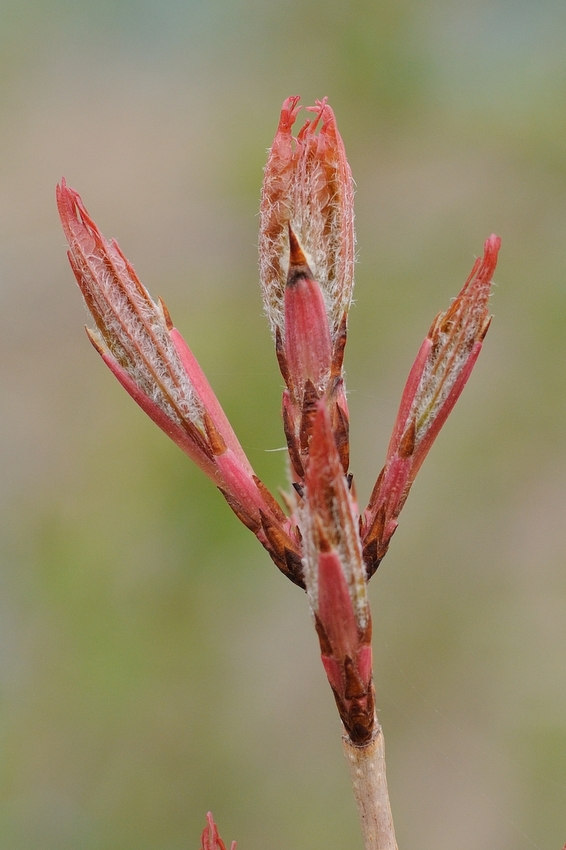 Изображение особи Acer mandshuricum.