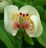 Paeonia macrophylla