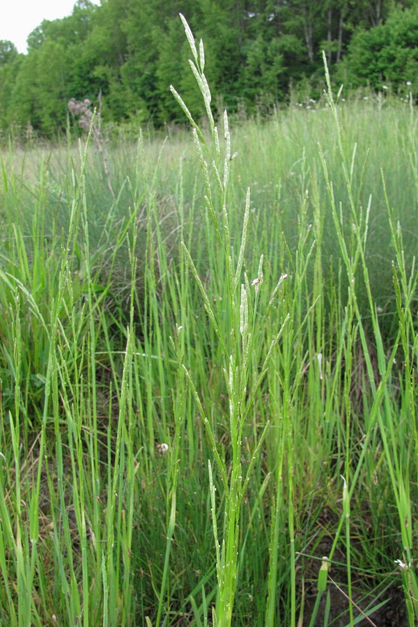 Image of Glyceria notata specimen.