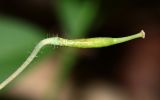 Epimedium macrosepalum