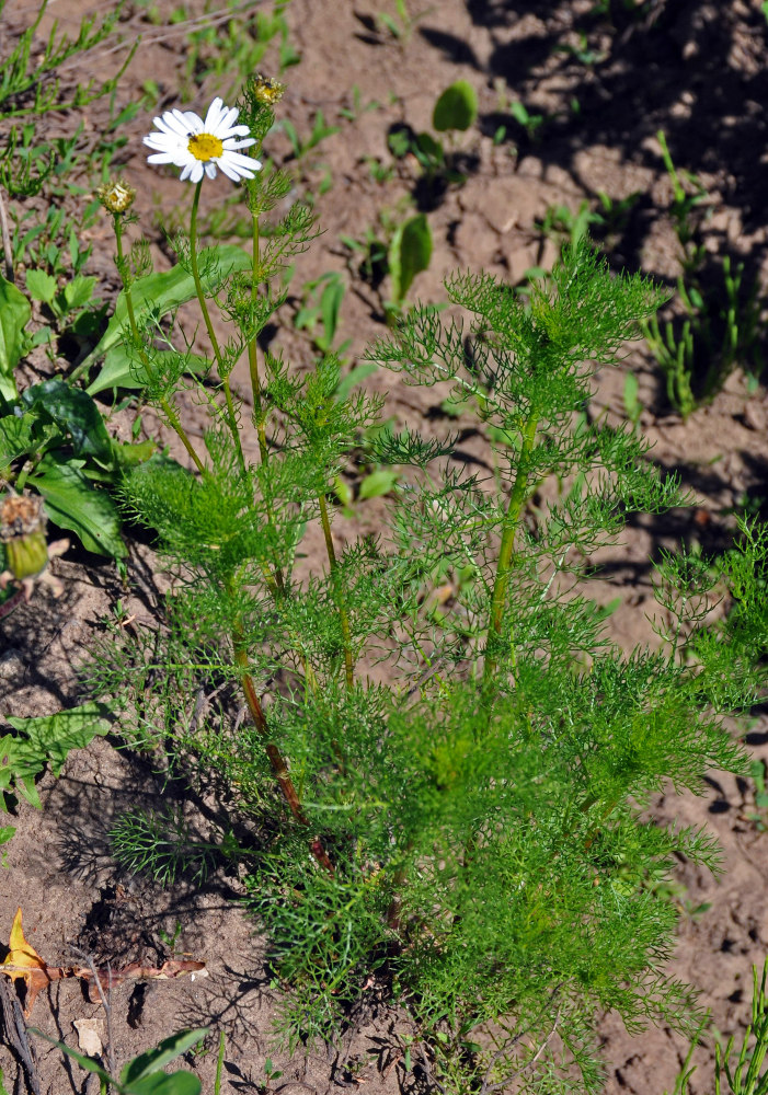 Image of Tripleurospermum inodorum specimen.