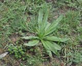 genus Echium