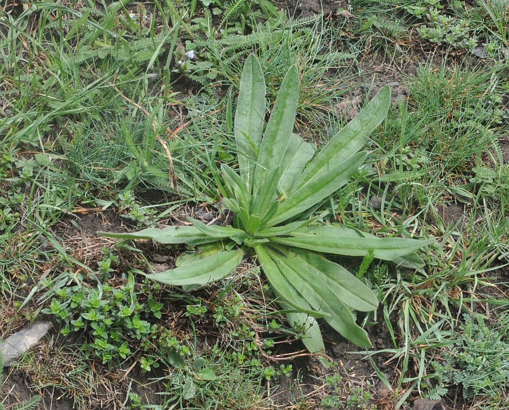 Изображение особи род Echium.