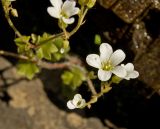 Saxifraga sibirica. Верхушка цветущего побега. Башкортостан, Бурзянский р-н, ниже. дер. Верхний Нугуш, долина р. Нугуш, левый берег, скальник. 11 июня 2018 г.