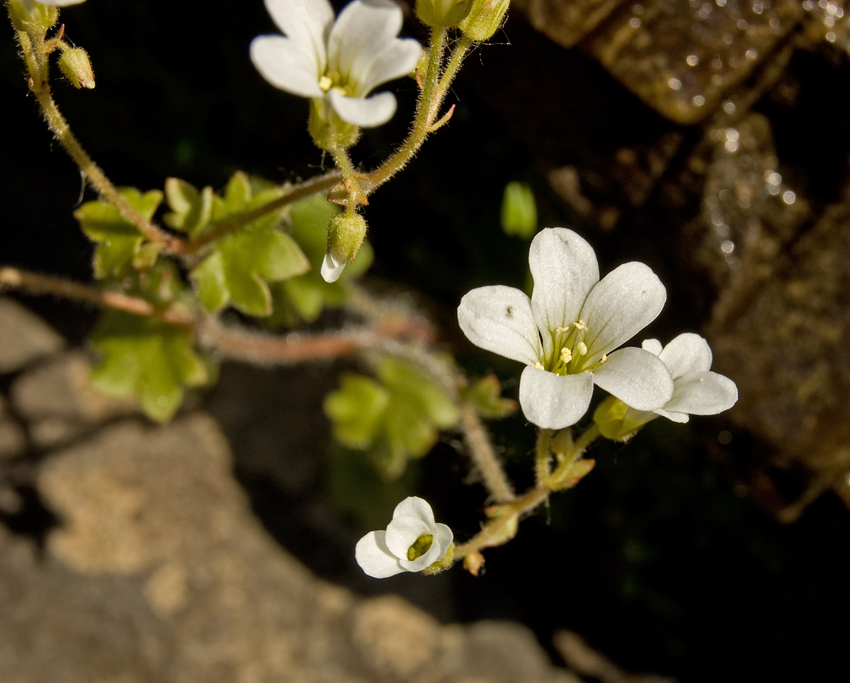 Image of Saxifraga sibirica specimen.