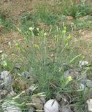 Dianthus lanceolatus. Зацветающее растение. Дагестан, Кумторкалинский р-н, близ ж. д. 06.05.2018.