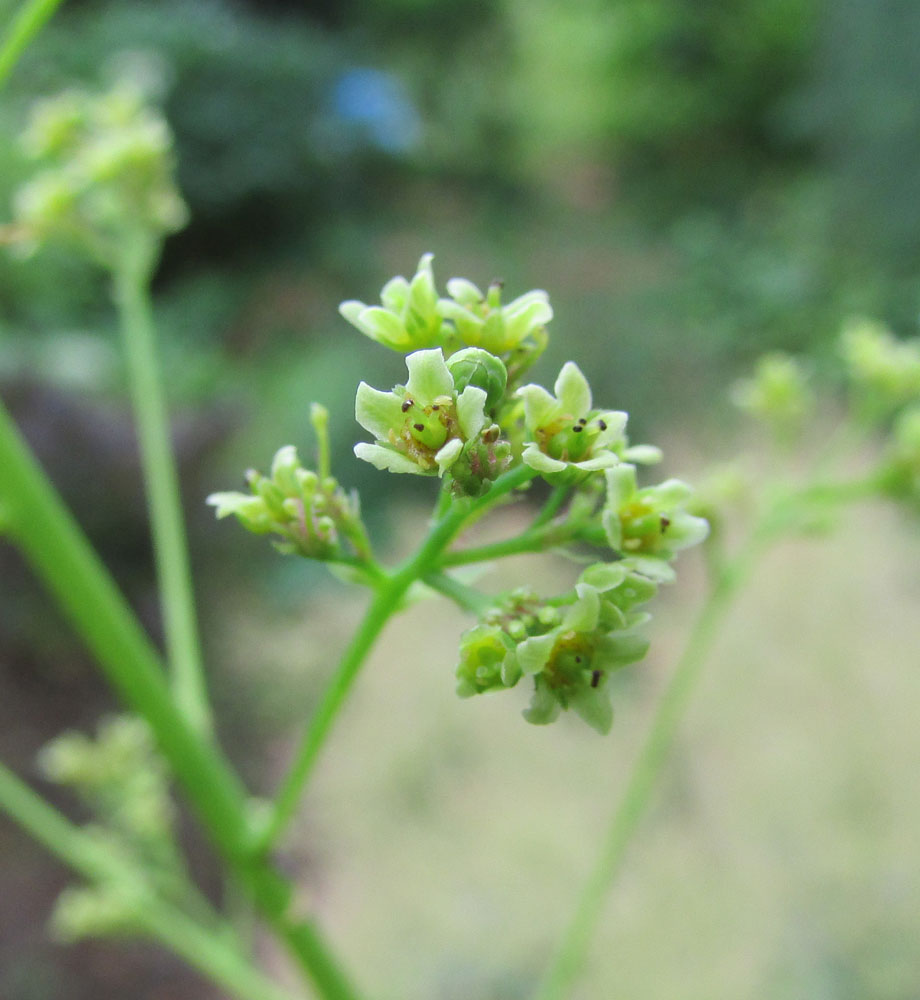 Image of Cotinus coggygria specimen.