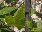 Rubus odoratus. Листья (абаксиальная и адаксиальная стороны). Пермь, Свердловский р-н, в городском озеленении. 1 августа 2018 г.