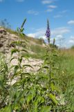 Veronica longifolia. Цветущее растение. Псковская обл., Псковский р-н, окр. погоста Выбуты, берег р. Великая, нижняя часть пологого известнякового склона. 26.06.2018.