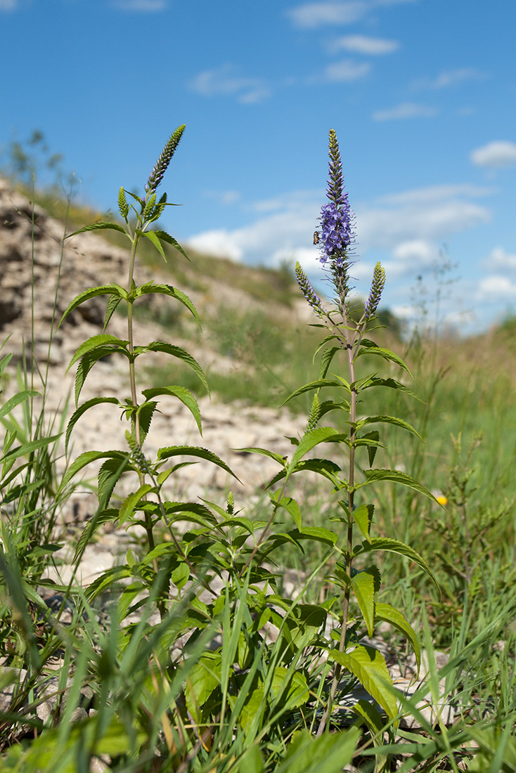 Изображение особи Veronica longifolia.