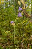 Campanula persicifolia