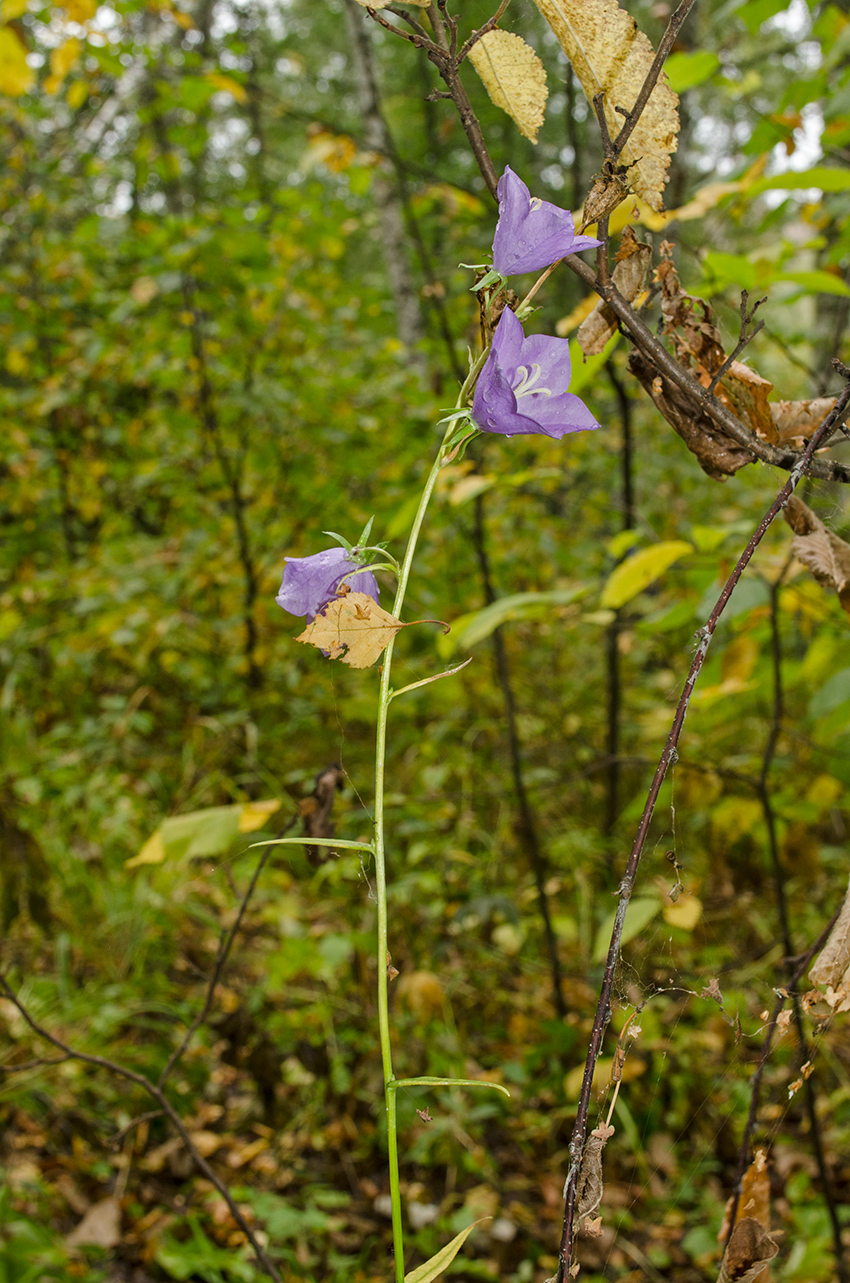 Image of Campanula persicifolia specimen.