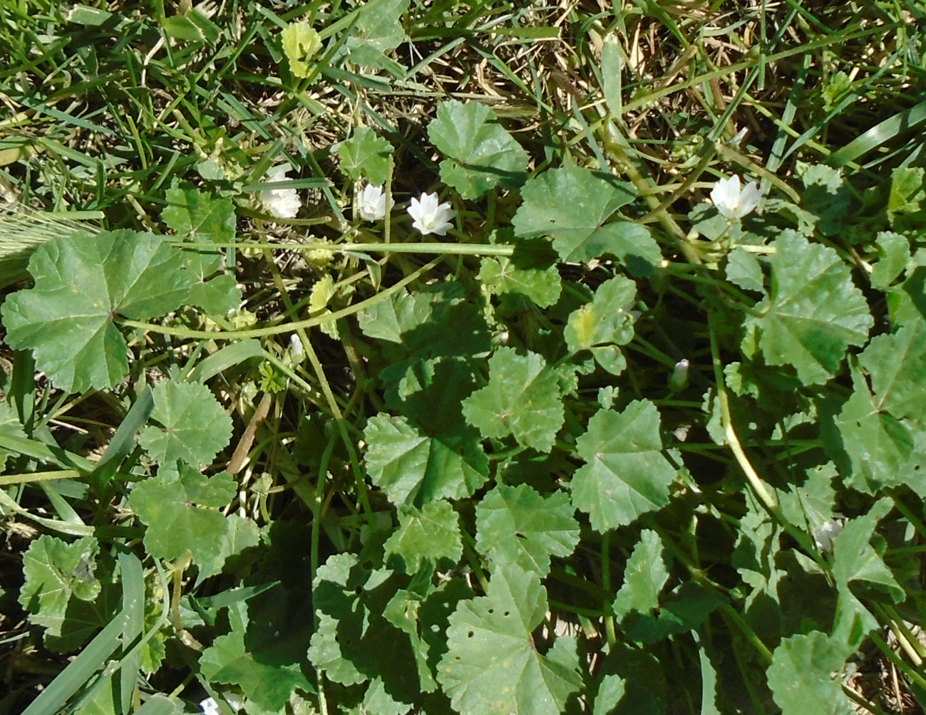 Image of Malva neglecta specimen.