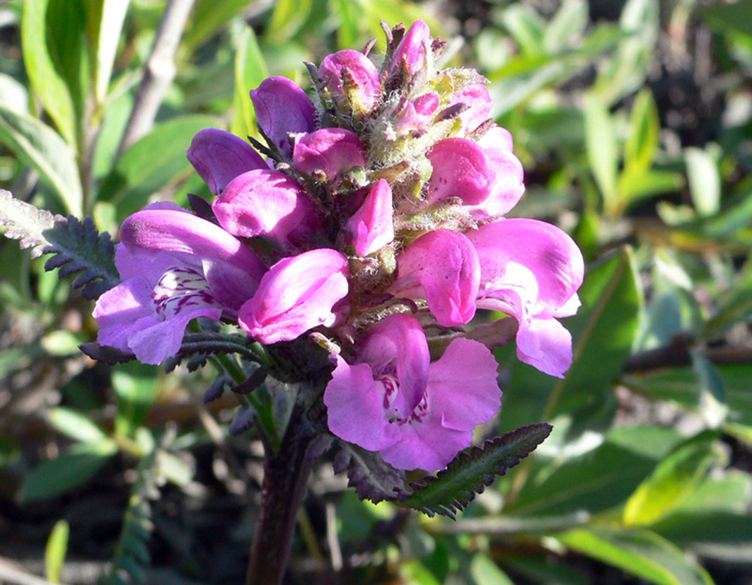 Изображение особи Pedicularis pacifica.