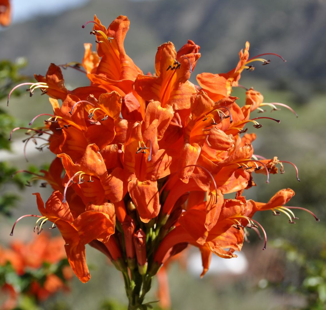 Изображение особи Tecomaria capensis.