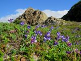 Lathyrus japonicus