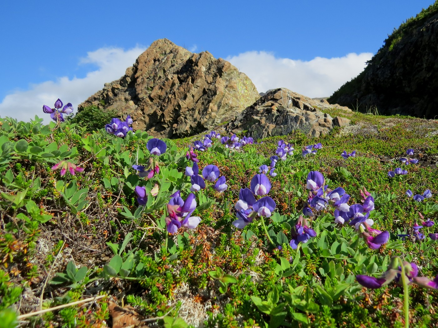 Image of Lathyrus japonicus specimen.