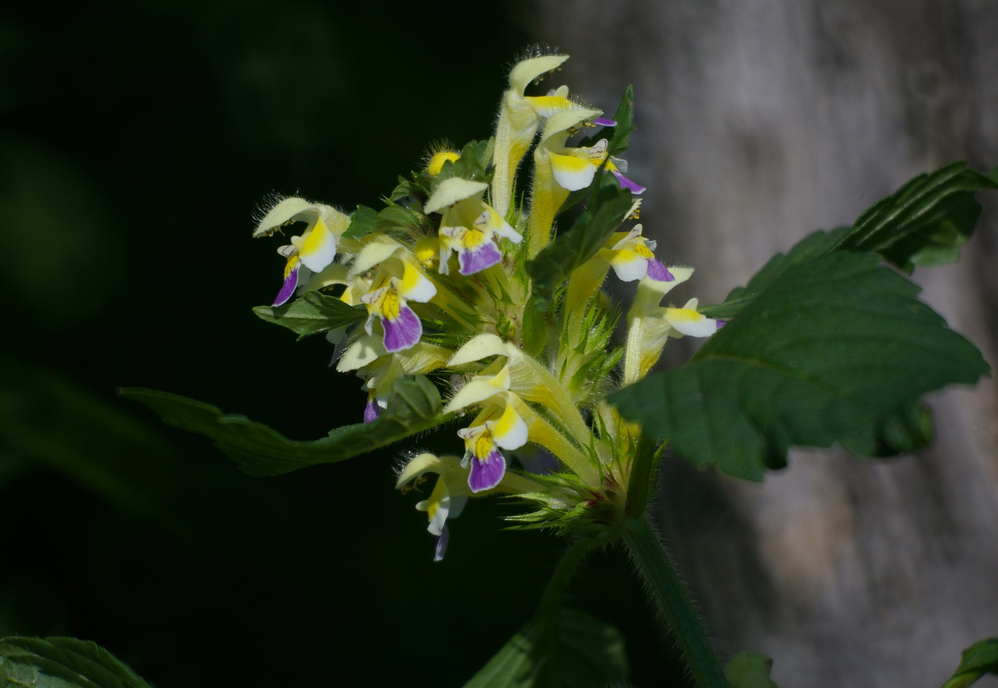 Image of Galeopsis speciosa specimen.