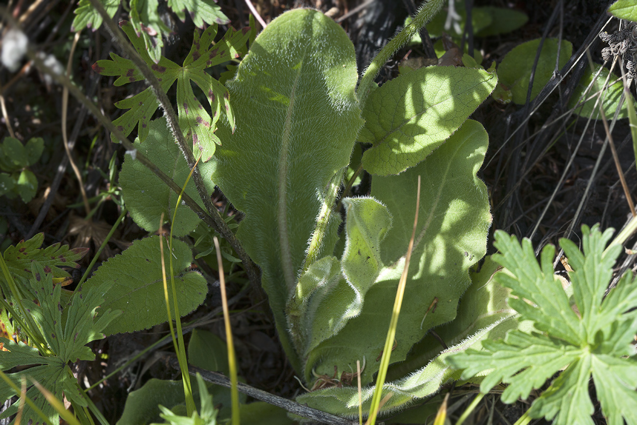 Изображение особи Trommsdorffia maculata.