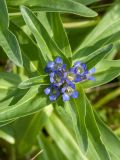 Gentiana cruciata. Верхушка цветущего побега. Ленинградская обл., Ломоносовский р-н, окр. дер. Глядино, разнотравно-злаковый суходольный луг на известняке. 22.07.2018.