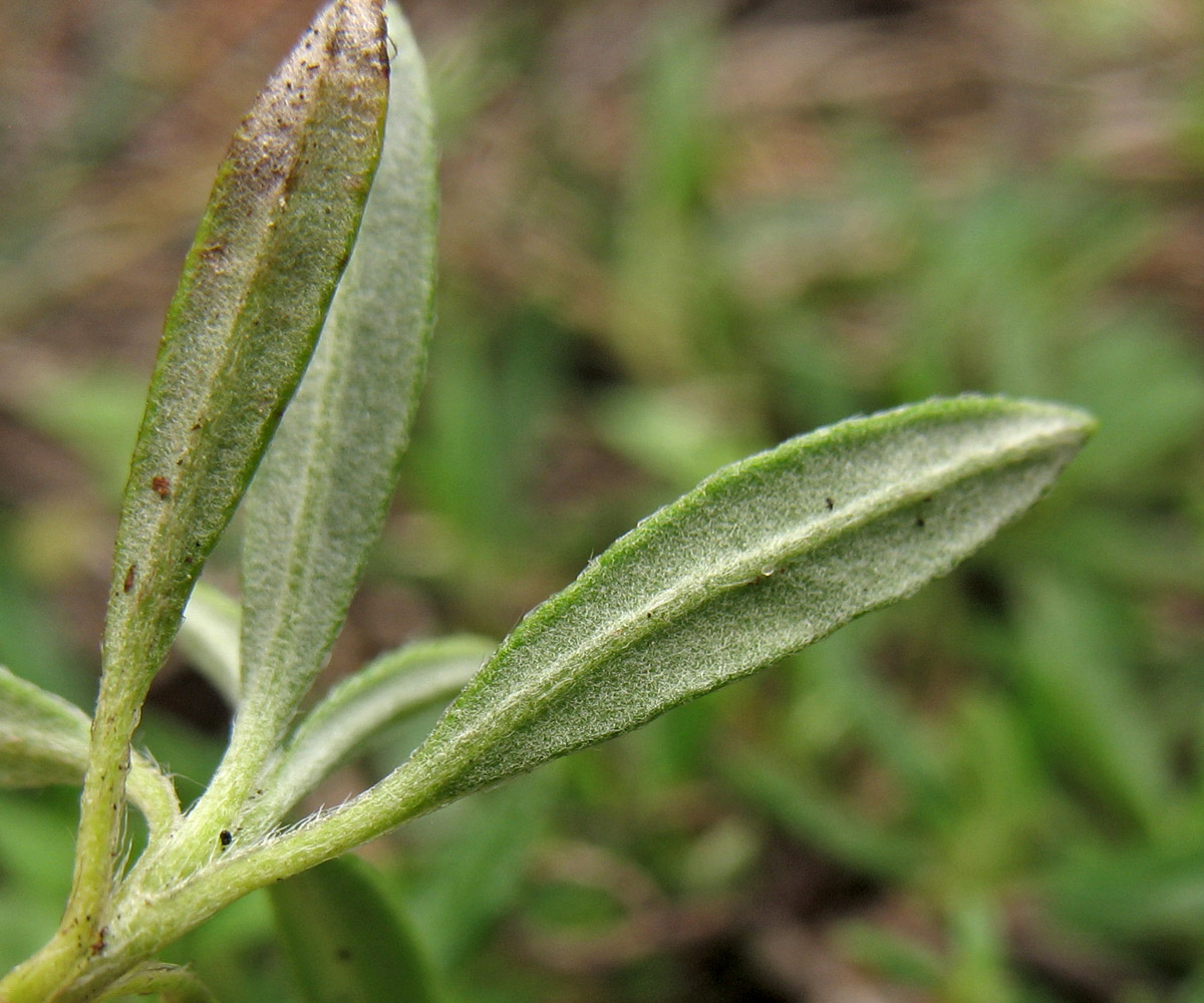 Image of Helianthemum canum specimen.