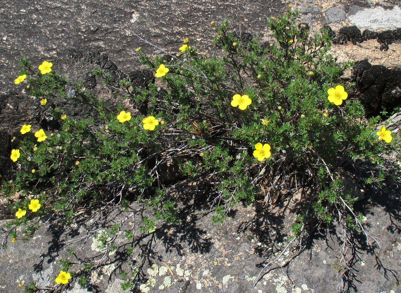 Image of Dasiphora parvifolia specimen.