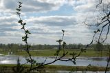 Caragana arborescens. Ветвь с молодыми листьями. Новосибирская обл., Новосибирский сельский р-н, правый обрывистый берег реки Обь. 31.05.2010.
