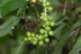 Schisandra chinensis. Незрелый плод. Краснодарский край, г. Сочи, Лазаревский р-н, сан. \"Белые Ночи\", в культуре. 08.08.2018.