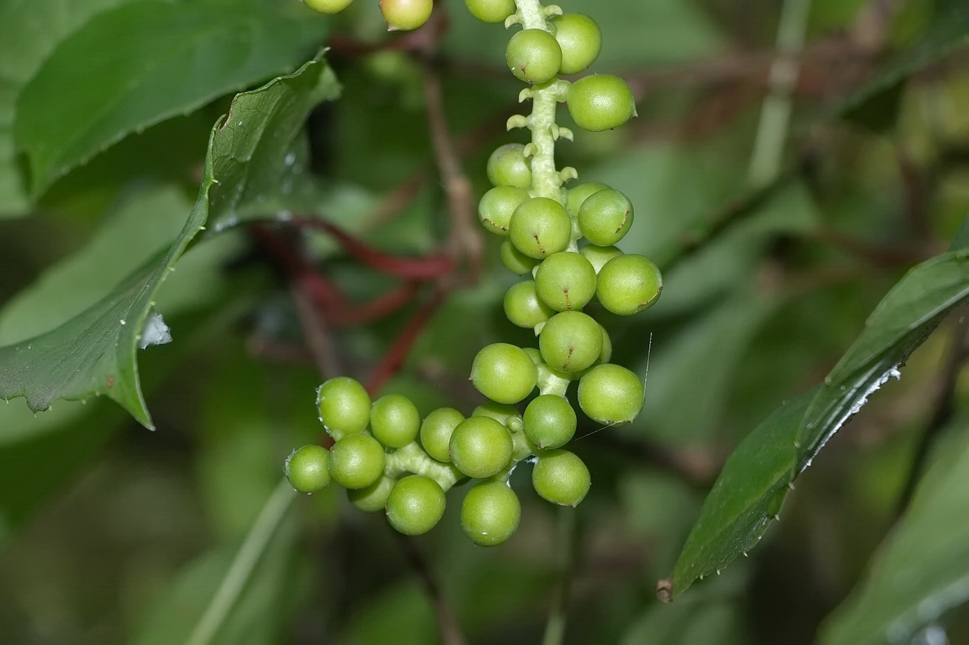 Image of Schisandra chinensis specimen.