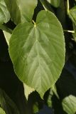 genus Tilia