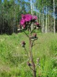 Cirsium palustre