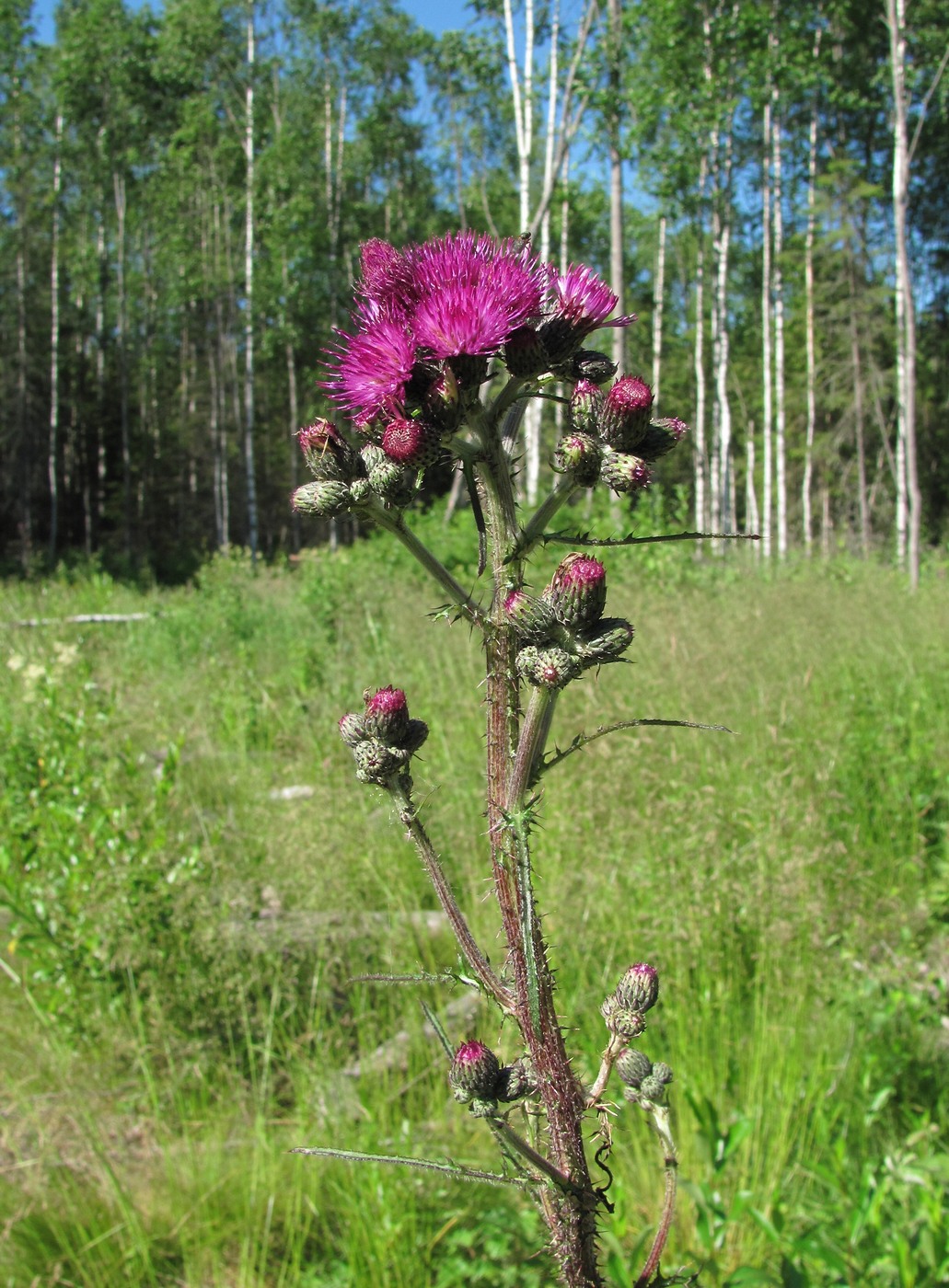 Изображение особи Cirsium palustre.