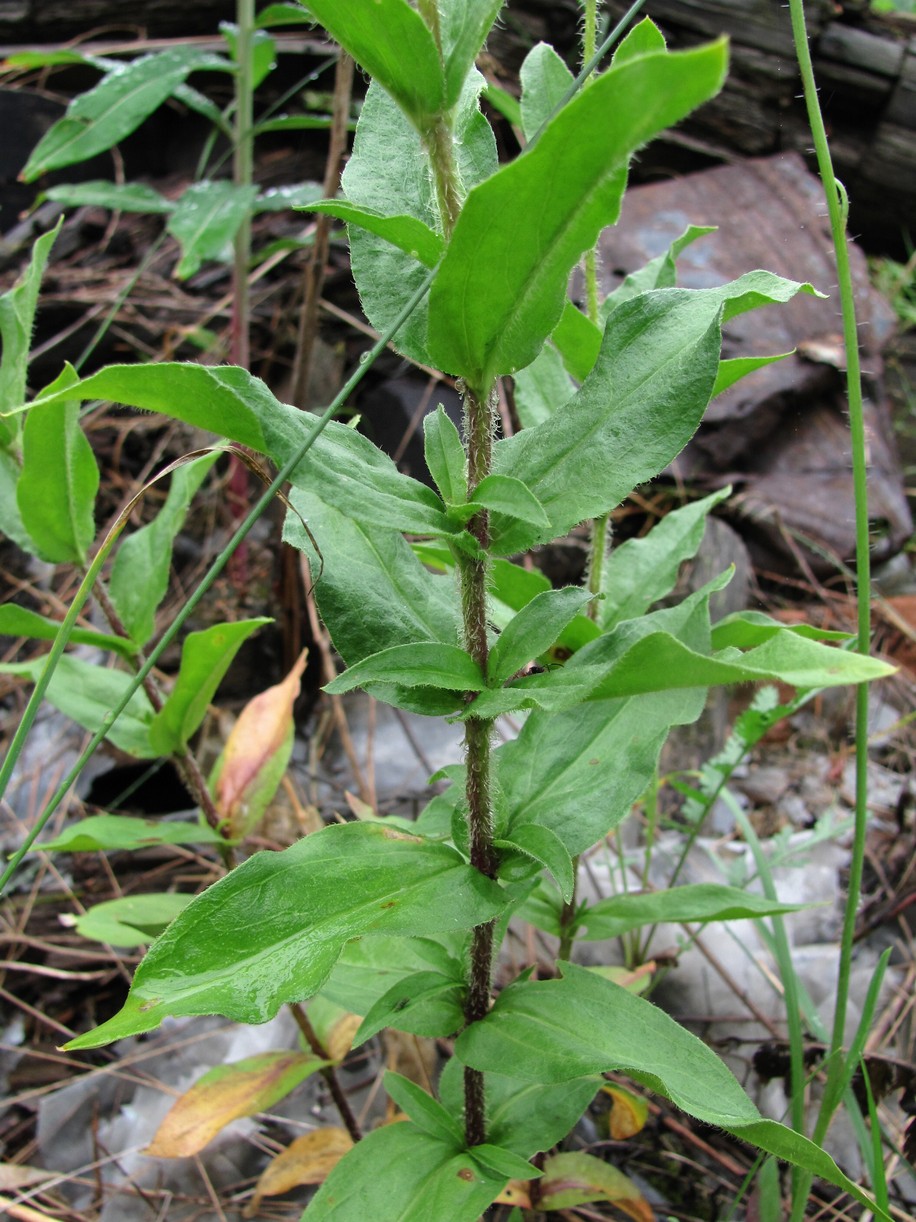 Изображение особи Lychnis chalcedonica.