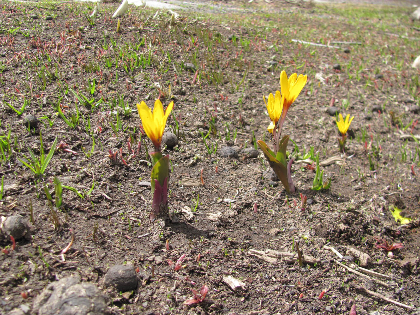 Image of Colchicum luteum specimen.