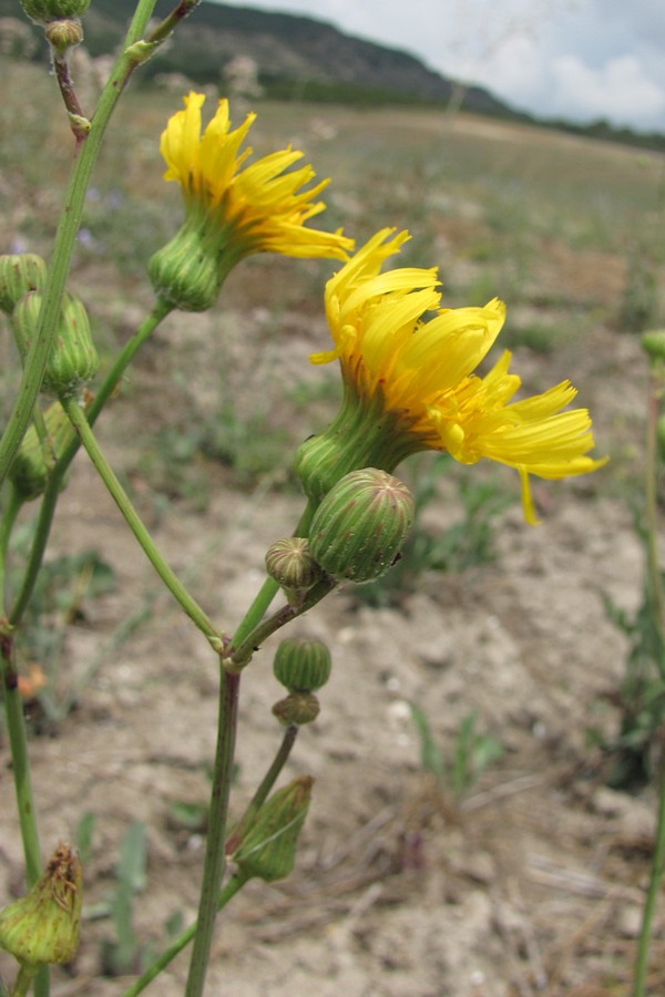 Image of Sonchus arvensis ssp. uliginosus specimen.