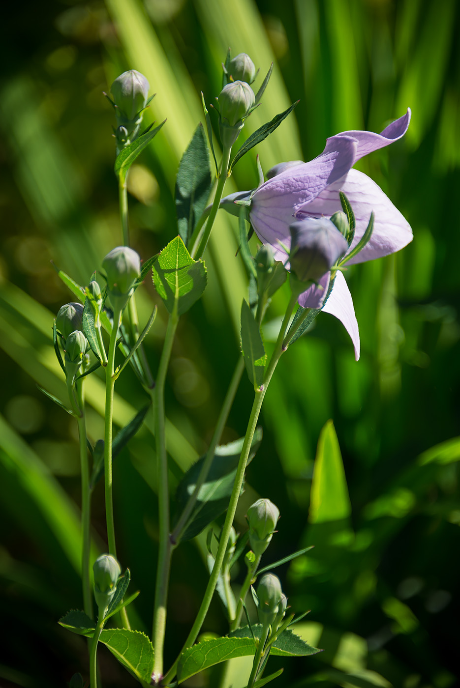 Image of Platycodon grandiflorus specimen.