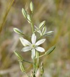 Ornithogalum narbonense. Верхушка расцветающего соцветия. Республика Кипр, окр. г. Лимасол (Λεμεσός), рудеральное местообитание недалеко от моря. 27.04.2019.