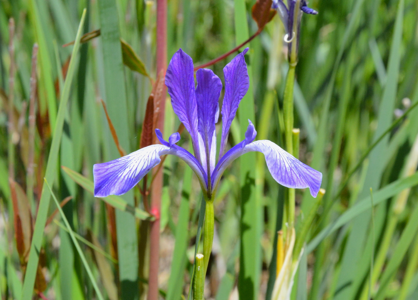 Изображение особи Iris pallasii.