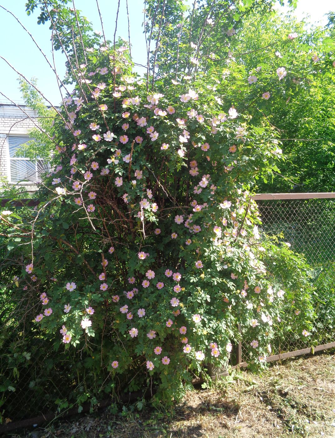Image of genus Rosa specimen.